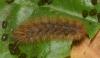 Diaphora mendica